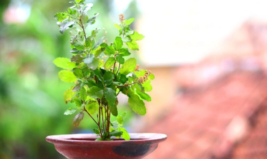 तुलसी के पौधे प्राकृतिक औषधि का खजाना।