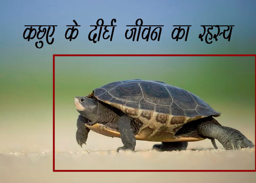 कछुए की उम्र और आकार: जानिए सबसे बड़े और पुराने कछुओं के बारे में|The connect 24